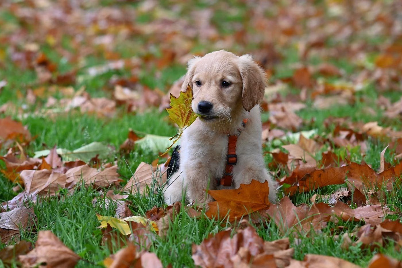 Puppy Training Prices in Knoxville, TN
